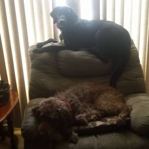 Meet your Posher, Donna